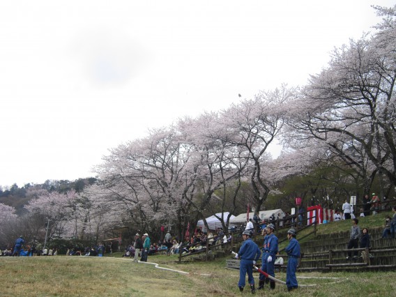 揖斐郡池田町、かまがたにのさくら祭り