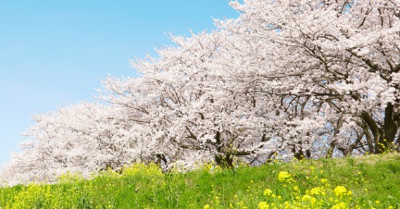 6回の胚移植でも着床しないお悩みの方