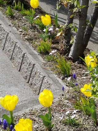 花の命の輝きどころ