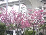 国際色豊かな国際通りで桜が・・